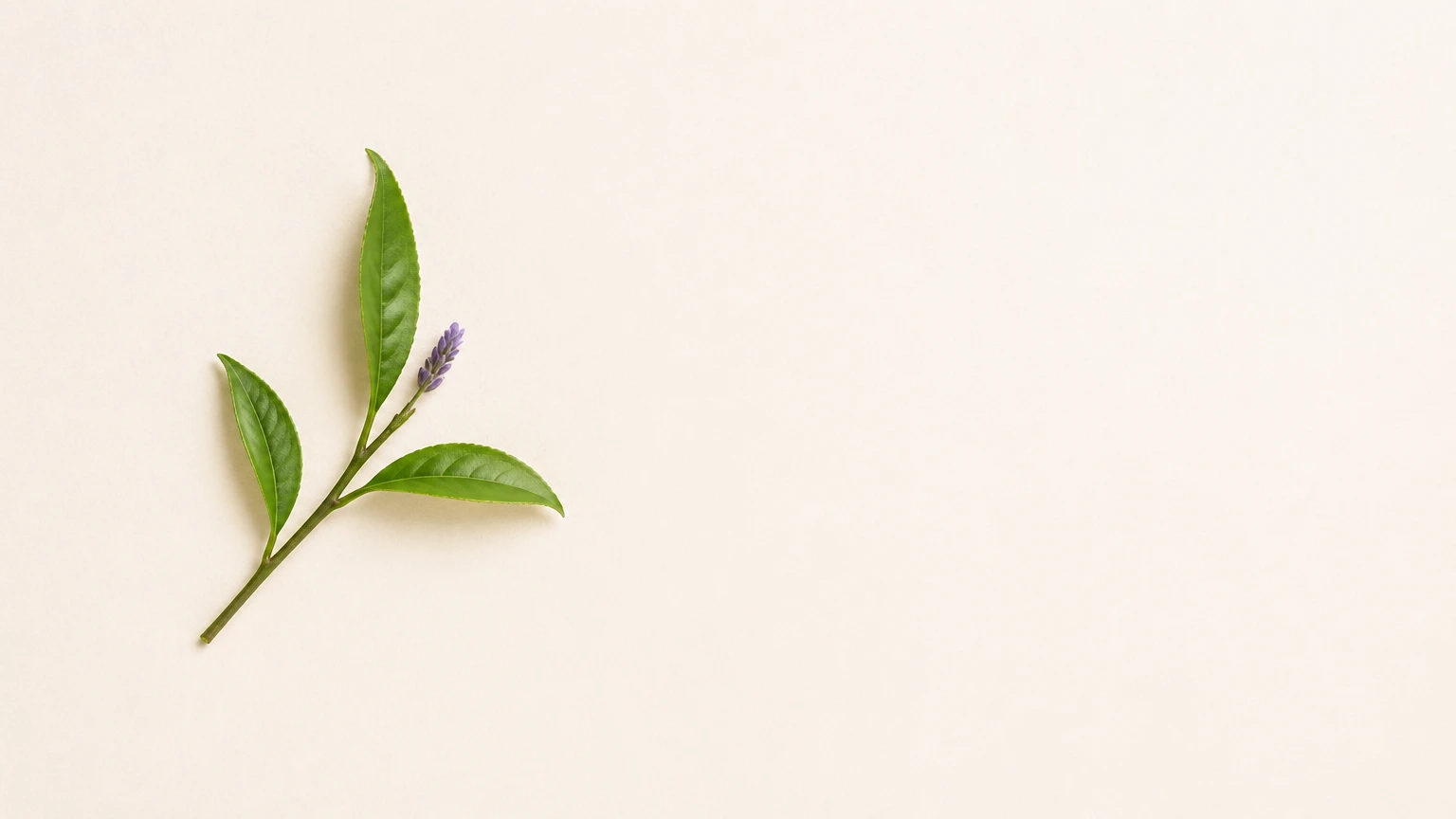 Tea leaf and blossom — the leaves drink in the fragrance the flowers give.